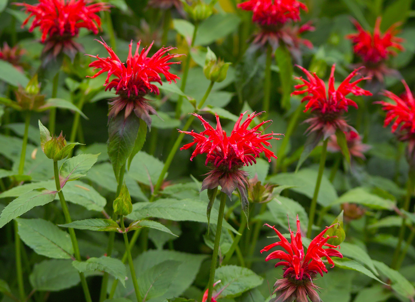 Monarda cambridge scarlet