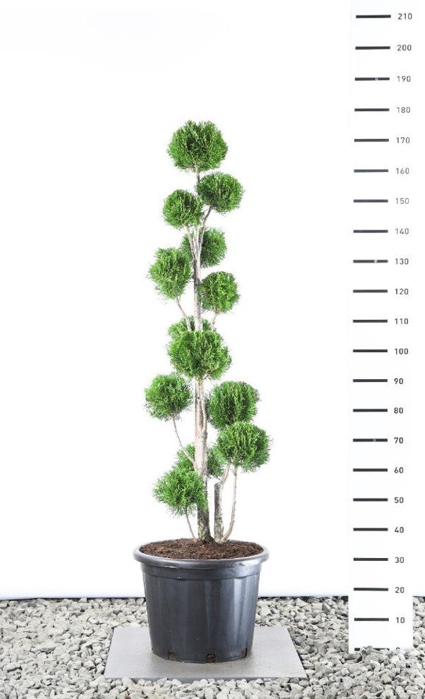 thuja pon pon Bonsai PonPon Thuja Smaragd 125-150 cm