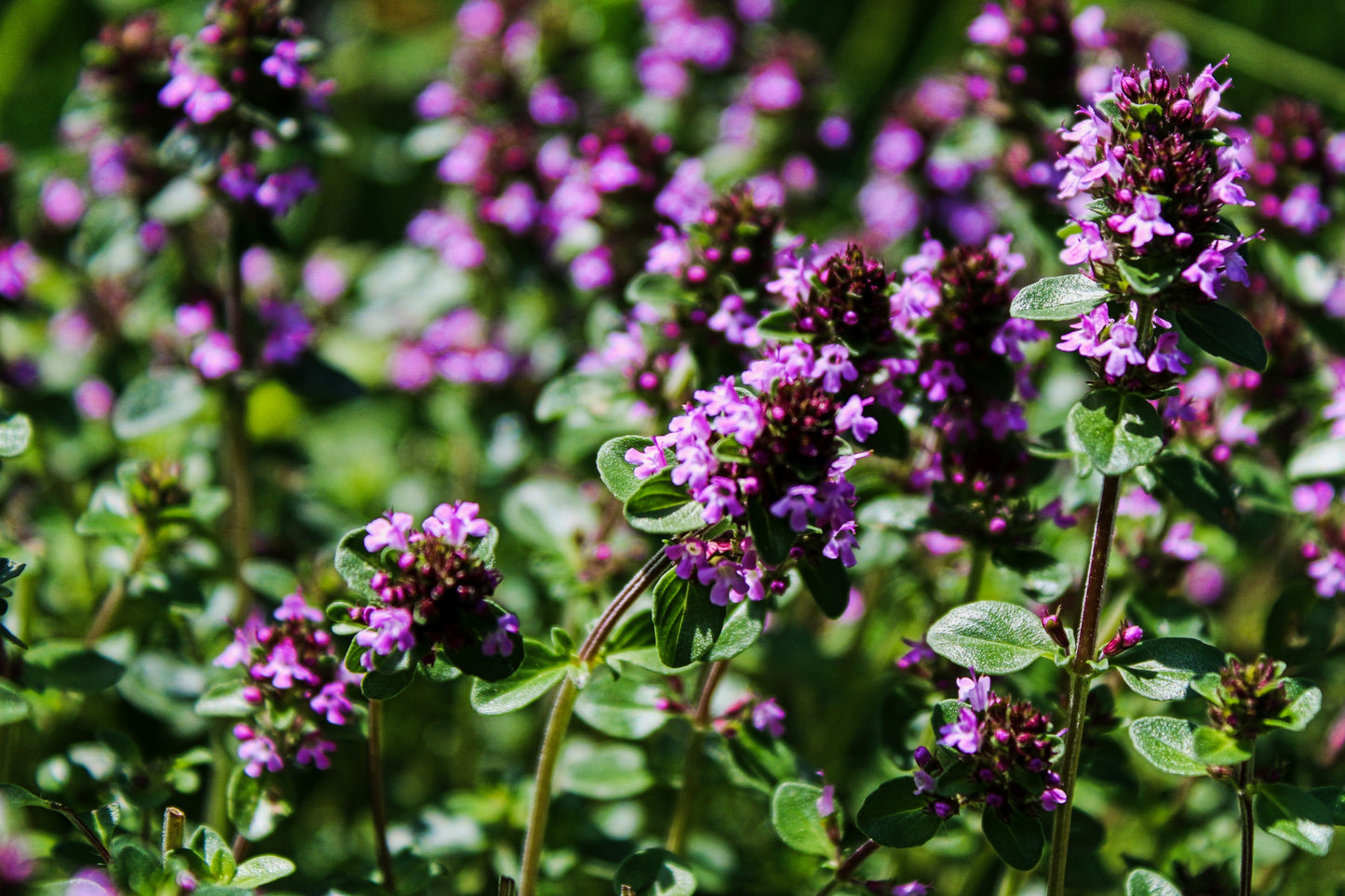 Backtimjan thymus serpyllum