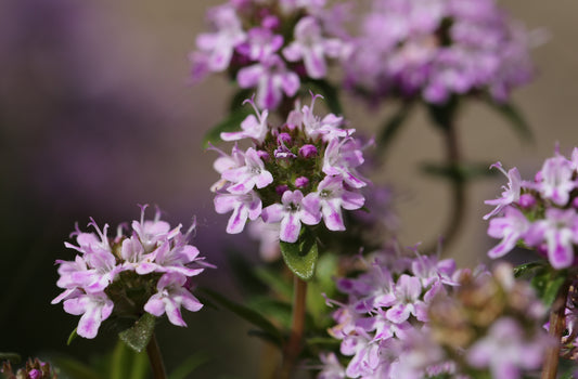 Backtimjan thymus serpyllum
