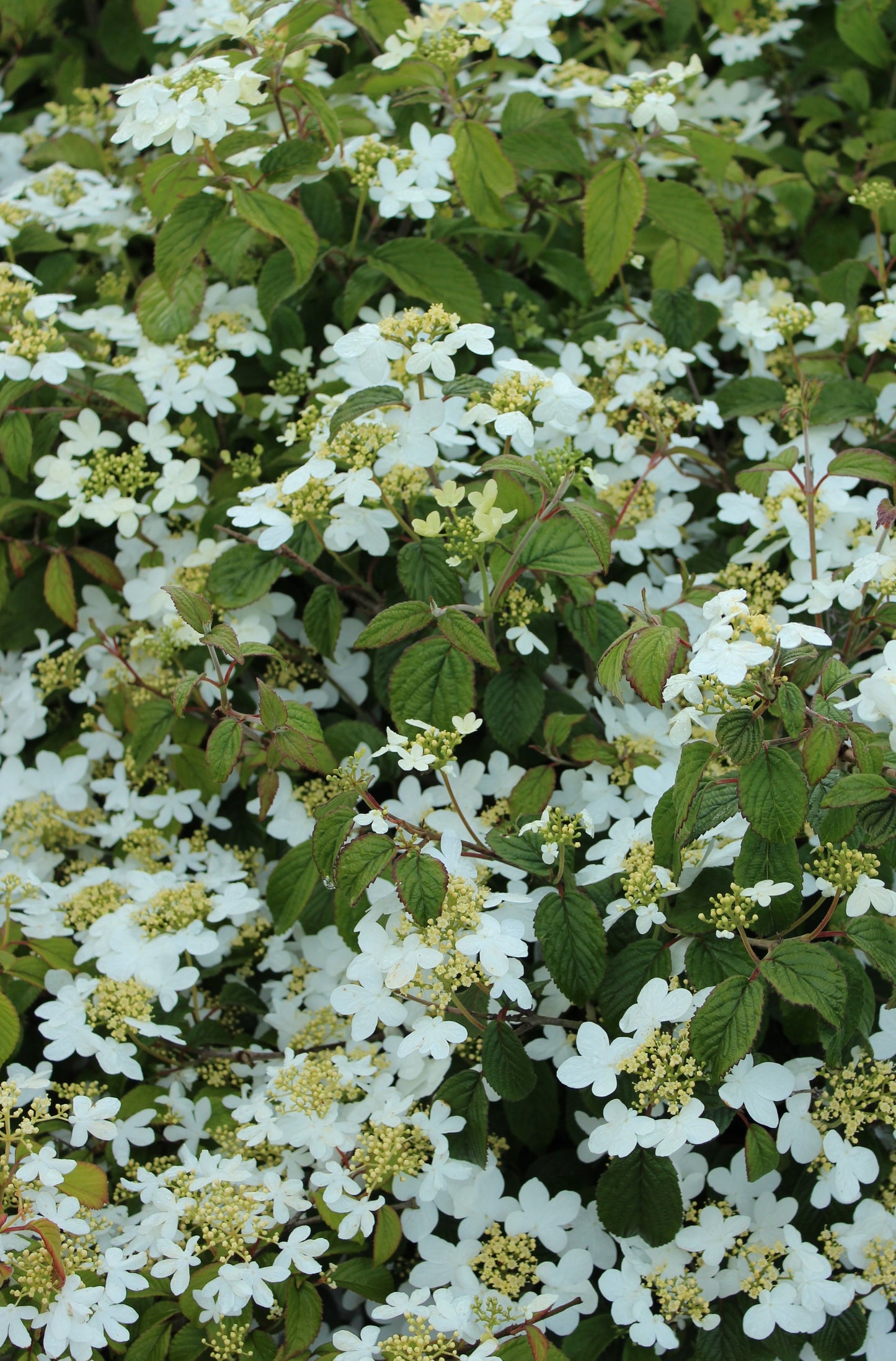 Japanskt olvon Watanabe 30-40 cm