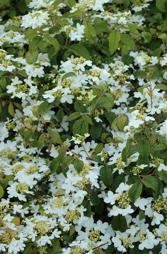 Japanskt olvon Watanabe 30-40 cm