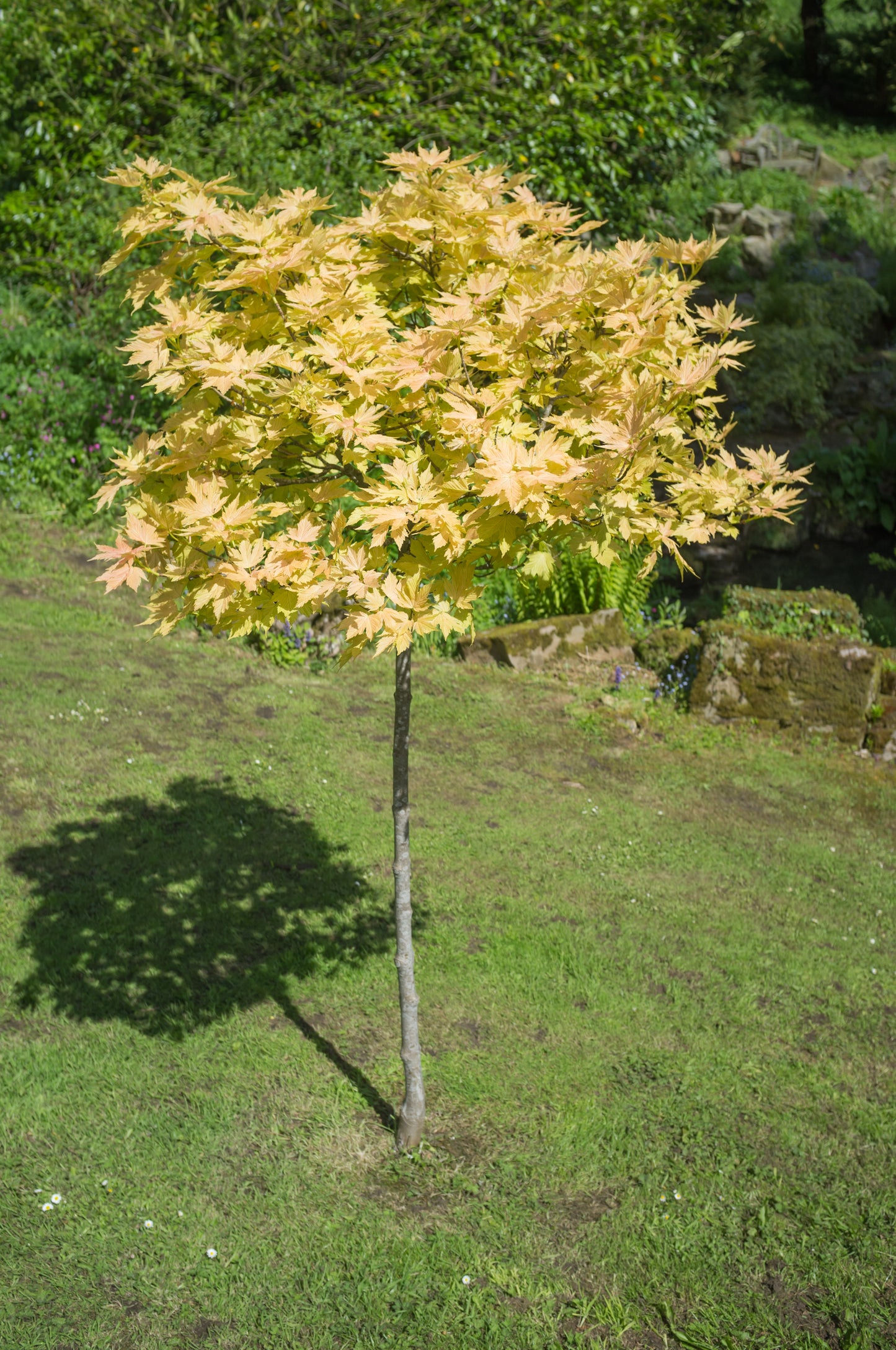 Brokbladig tysklönn Brilliantissimum 150cm
