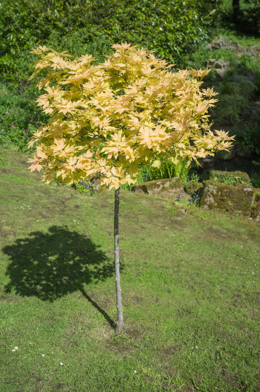 Brokbladig tysklönn Brilliantissimum 120 cm