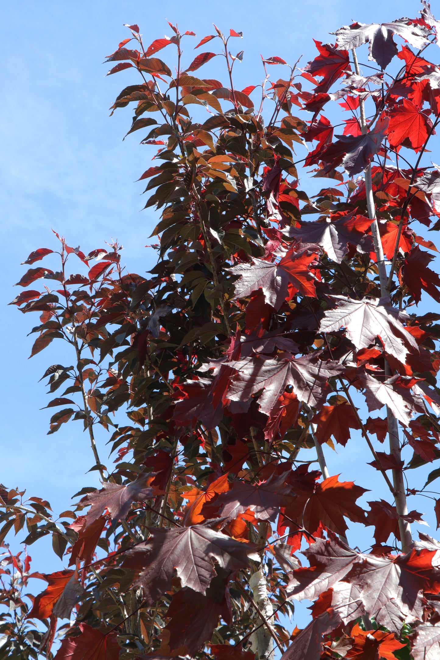 Skogslönn Crimson Sentry 8-10