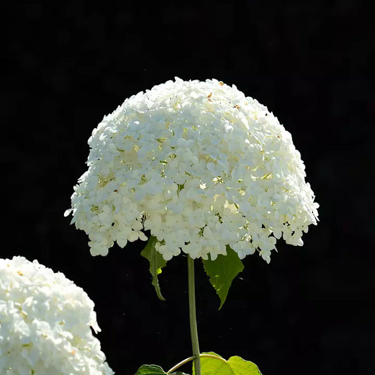 Hortensia Annabelle 30-40 cm