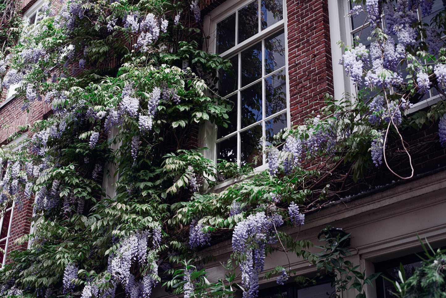 Amerikanskt blåregn Wisteria frutescens 50 cm