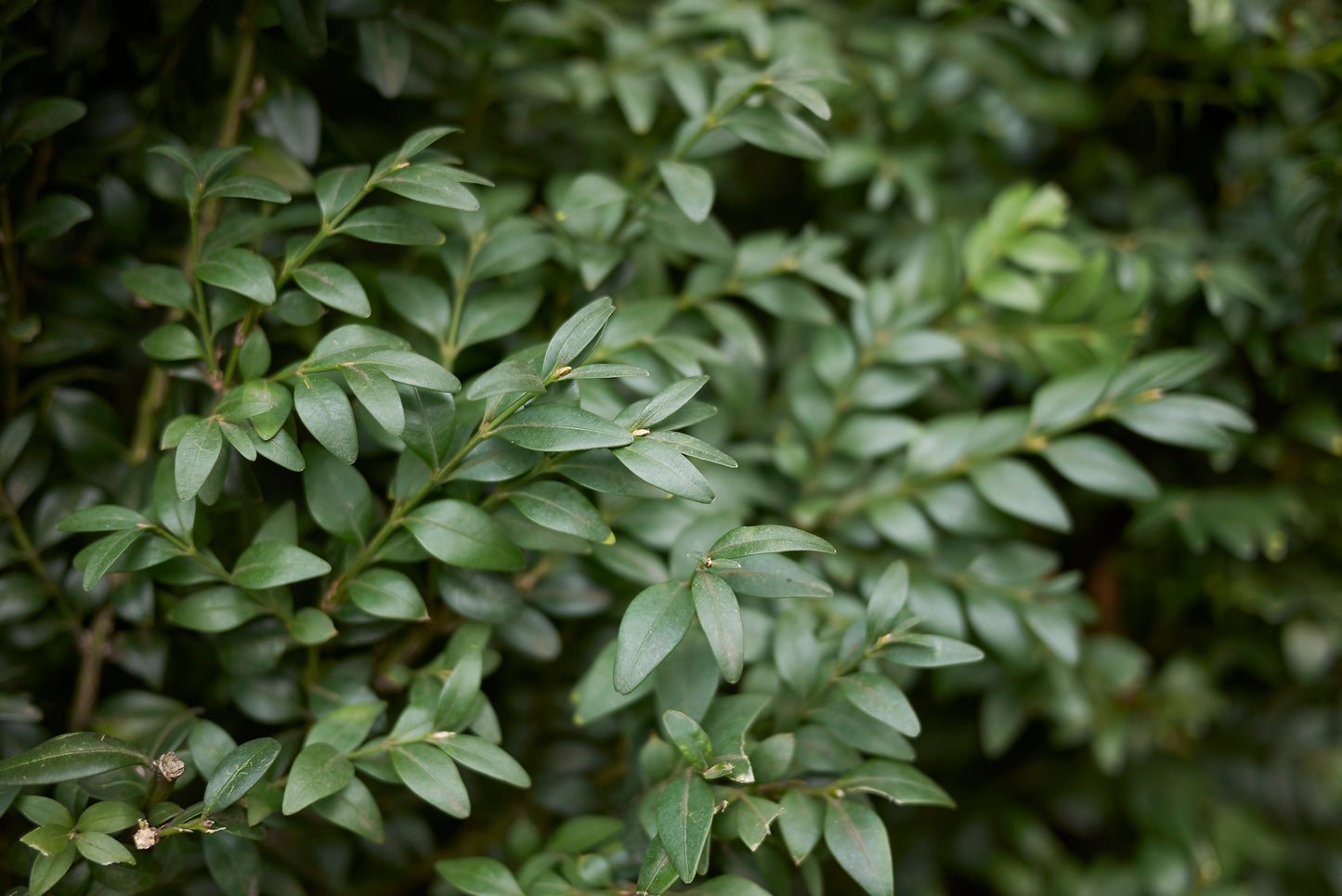 Buxbom Buxus sempervirens 30-40 cm