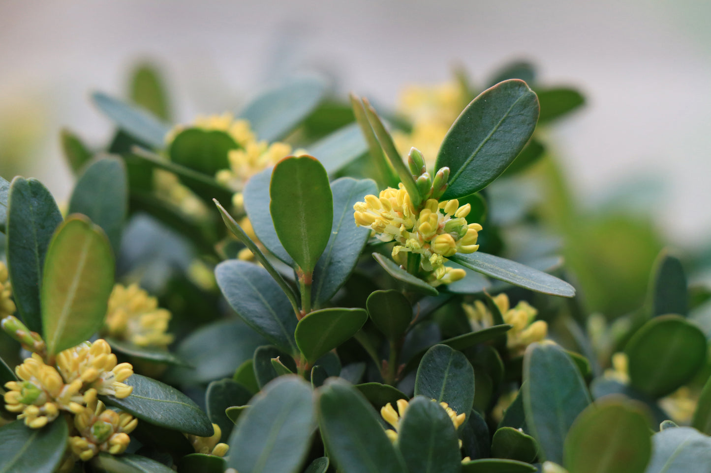 Buxbom Buxus sempervirens 30-40 cm