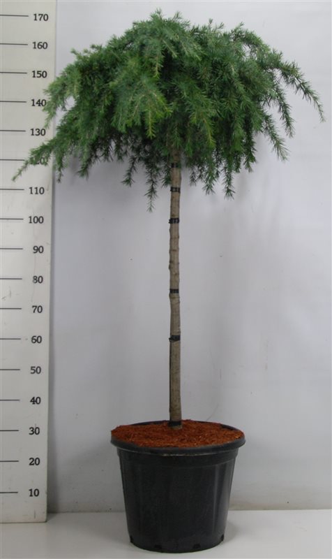 Cederträd på stam Feelin Blue 100 cm