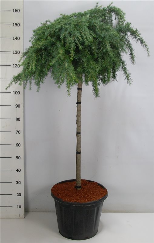 Cederträd på stam Feelin Blue 100 cm