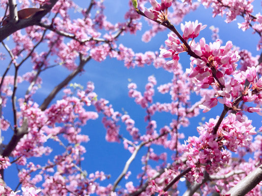 Kinesiskt Judasträd Cercis chinensis Avondale 100-125 cm