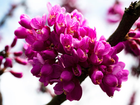 Judasträd Cercis siliquastrum 175-200 cm