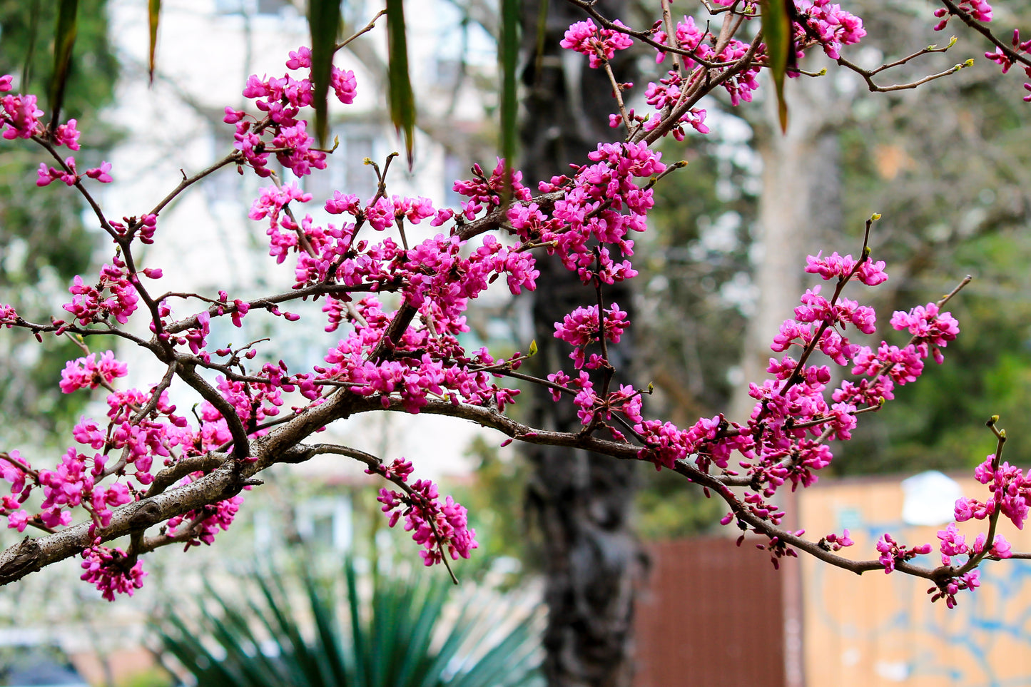 Judasträd Cercis siliquastrum 175-200 cm