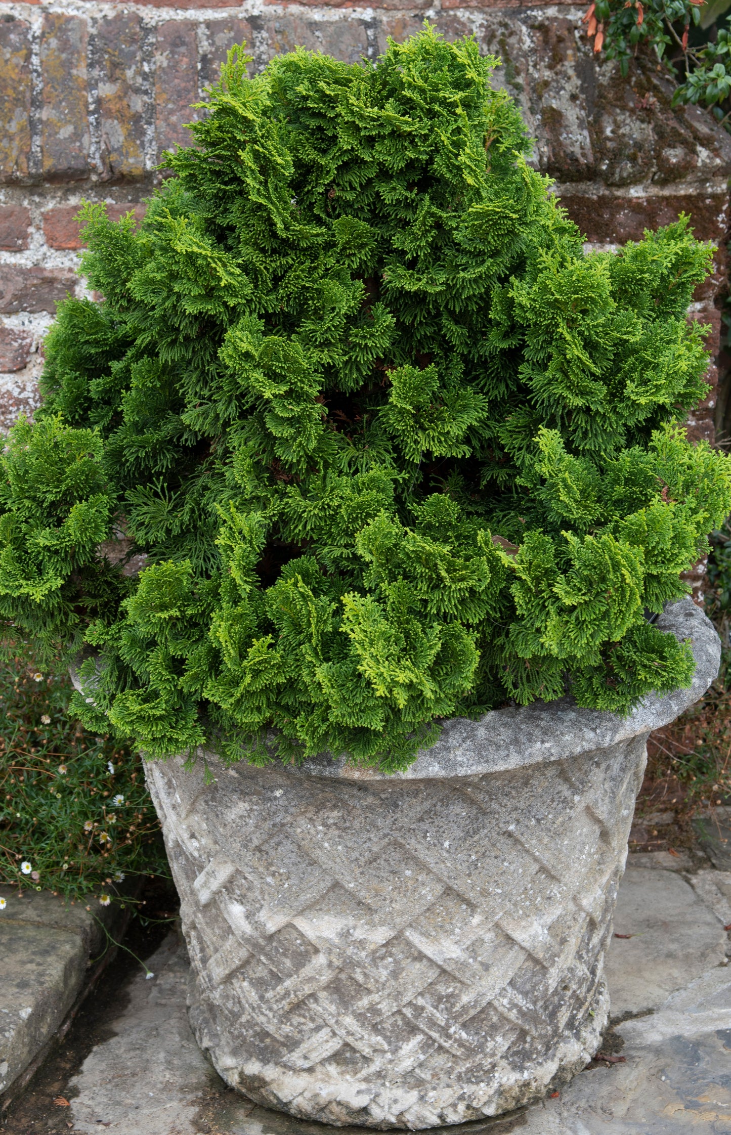 Japansk Ädelcypress Buske 20-25 cm