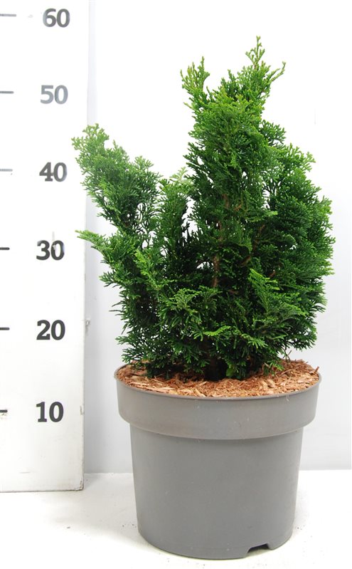 Japansk Ädelcypress Buske 20-25 cm