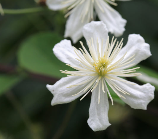 Clematis Paul Farges