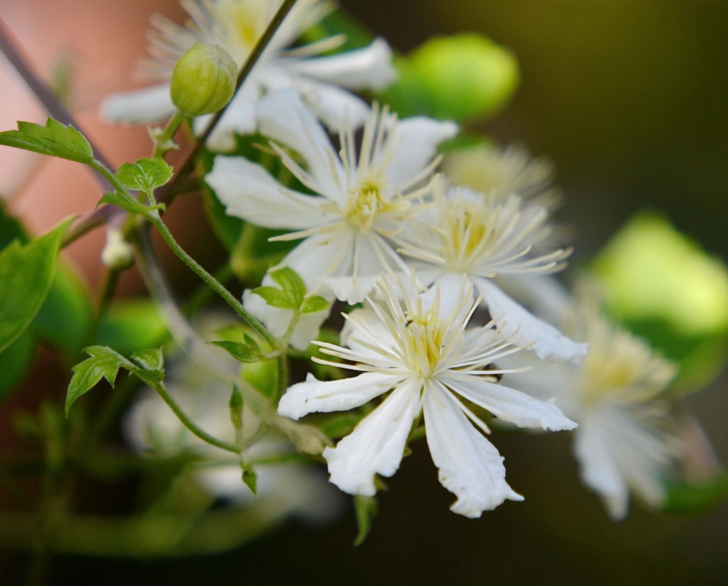 Clematis Paul Farges