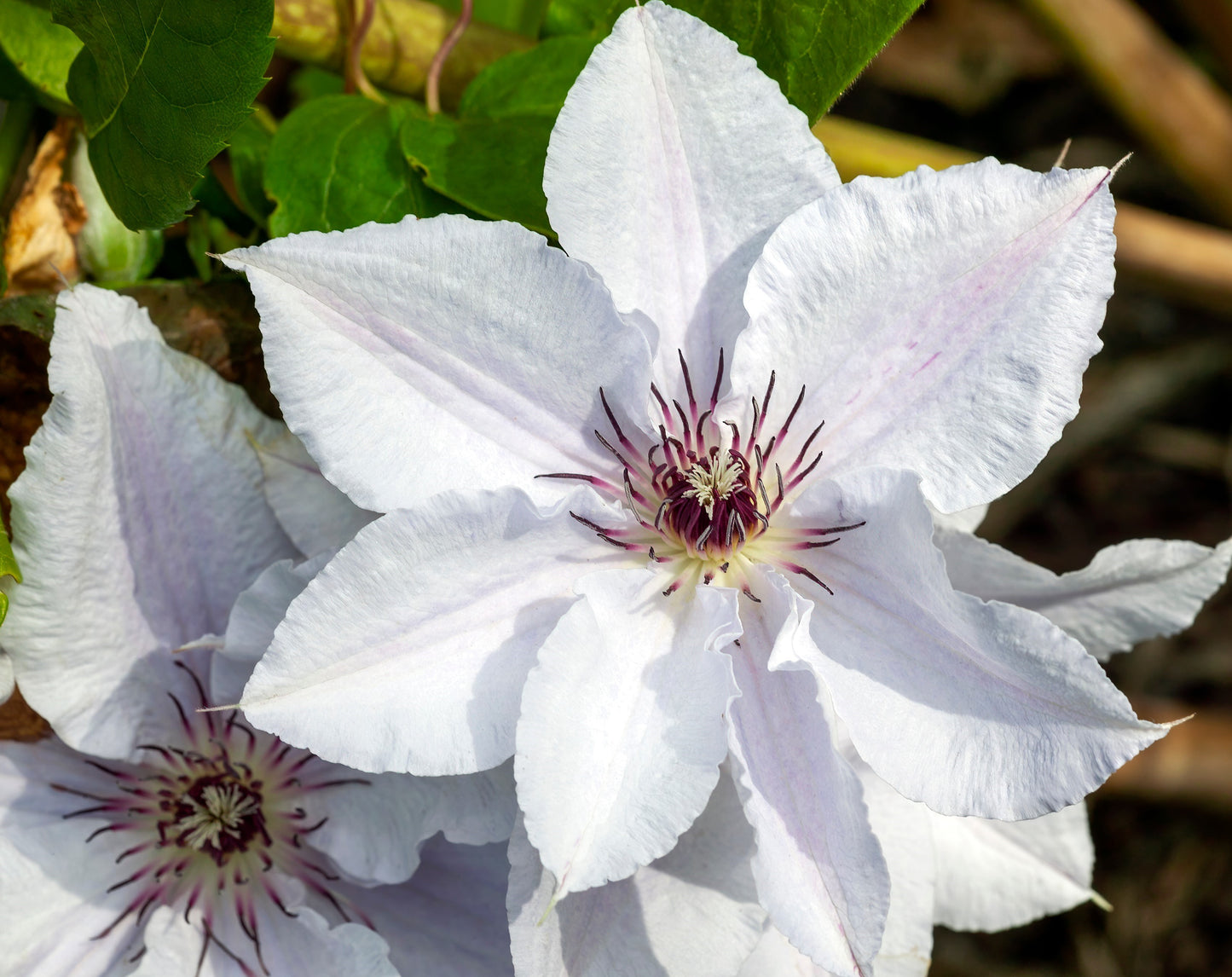 Clematis Snow Queen