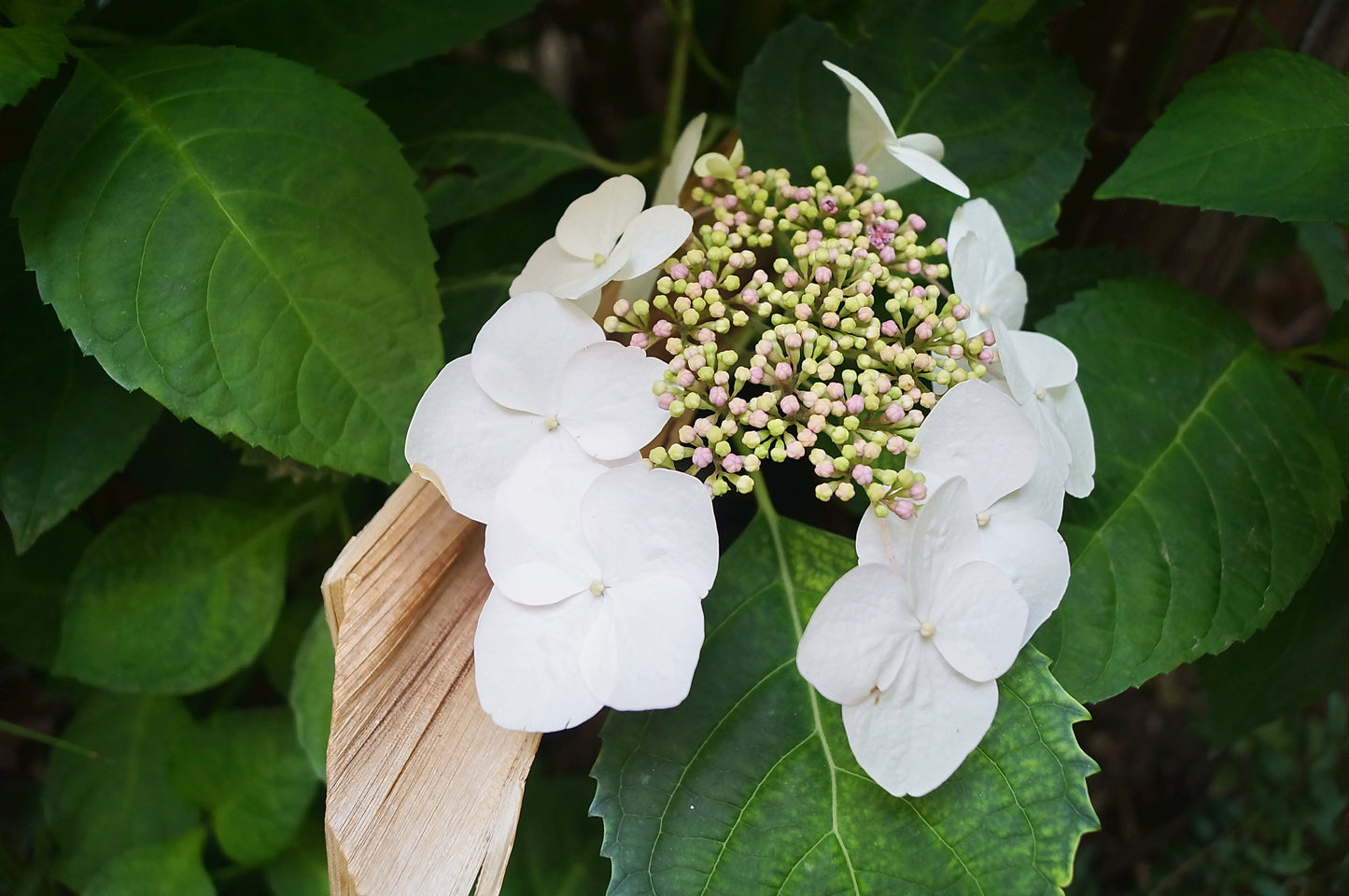 Klätterhortensia 60 cm