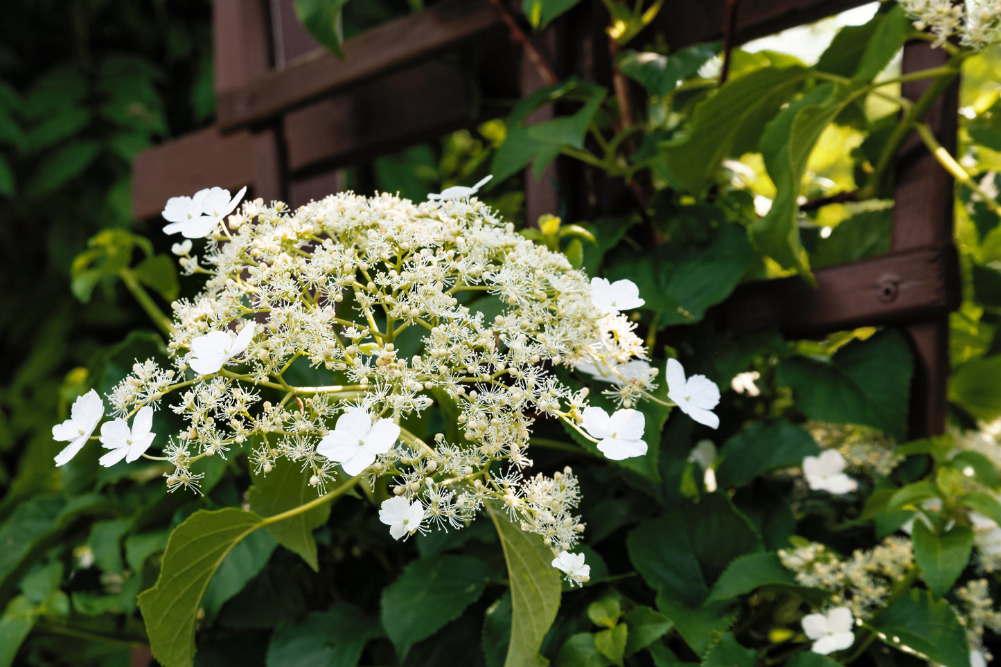 Klätterhortensia 60 cm