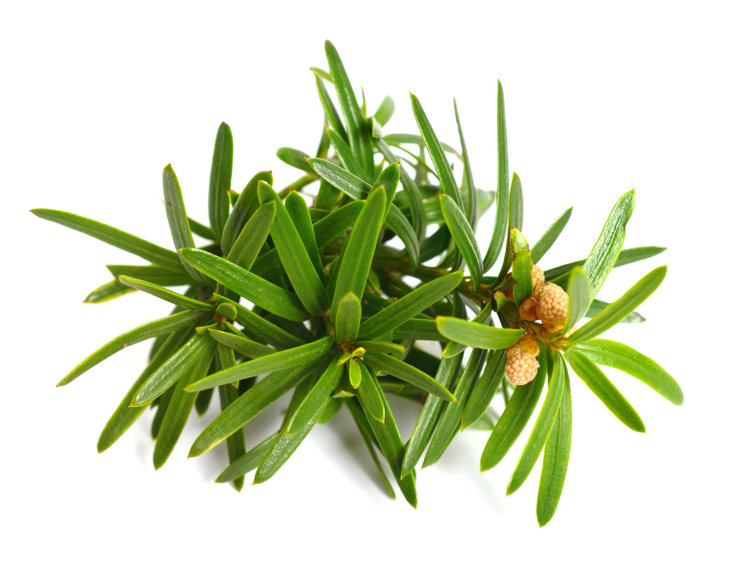 Bonsai Taxus baccata 200-225 cm