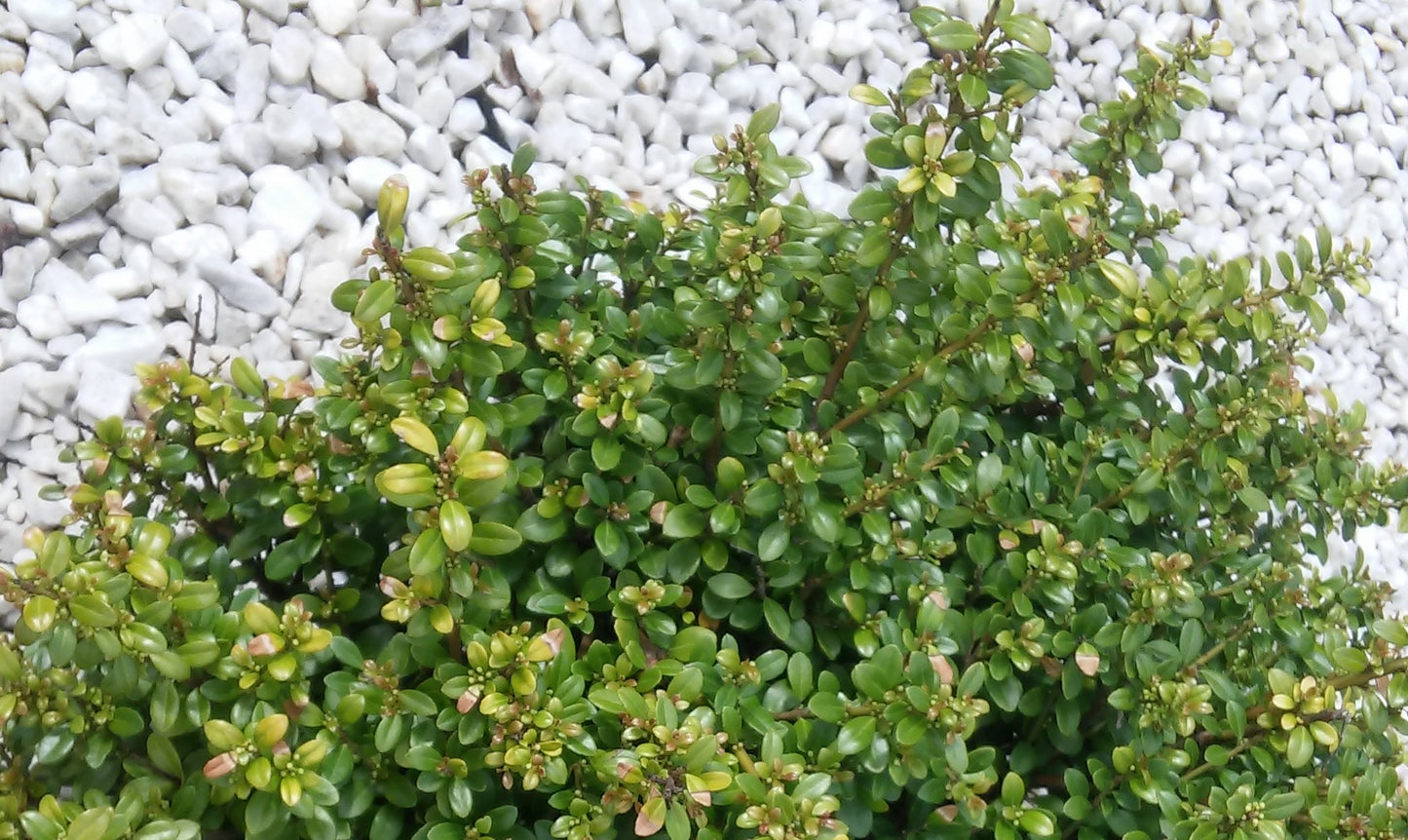 Bonsai Ilex crenata "Green hedge" 70-80 cm