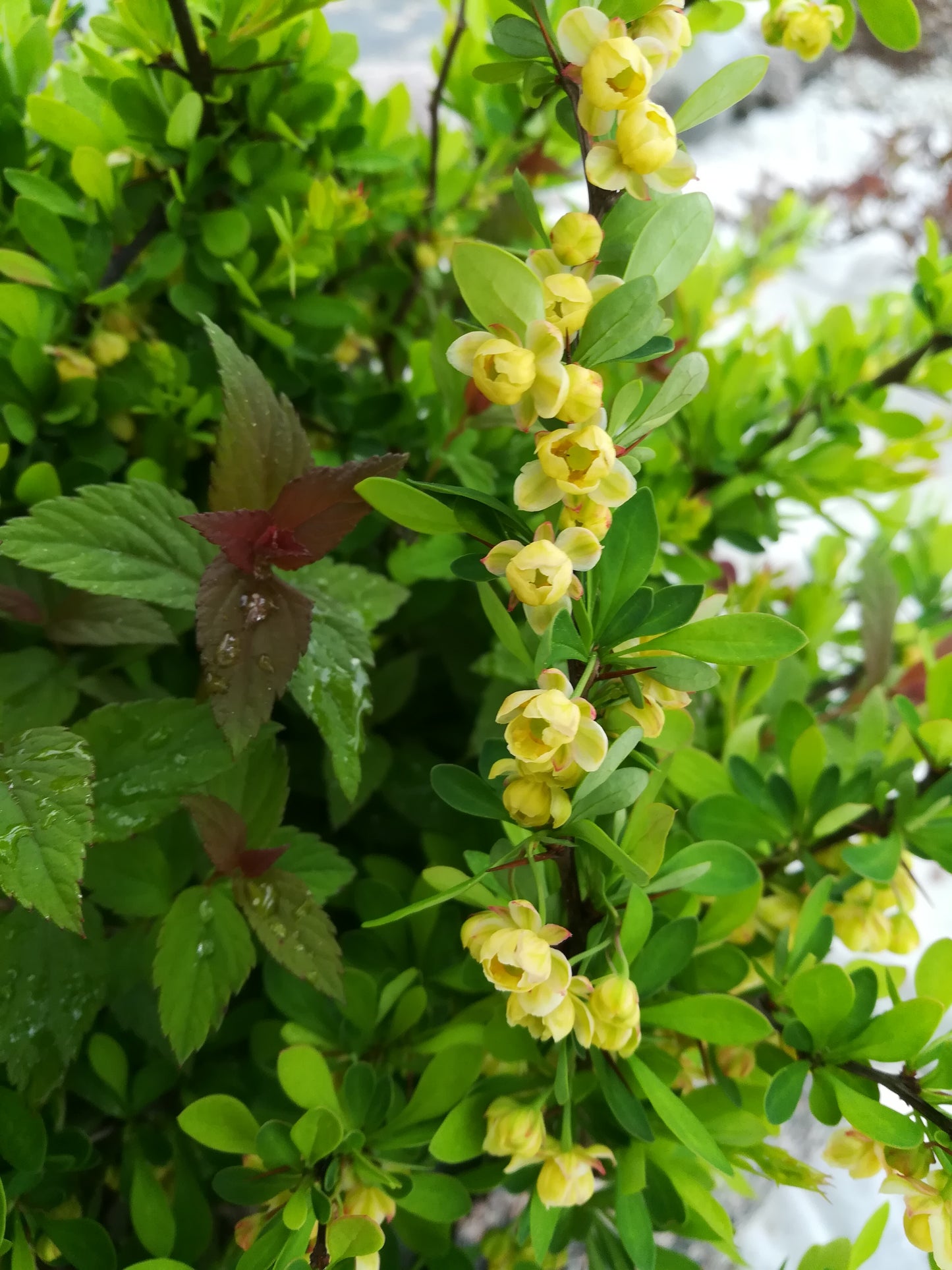 Bonsai Ilex crenata "Green hedge" 70-80 cm