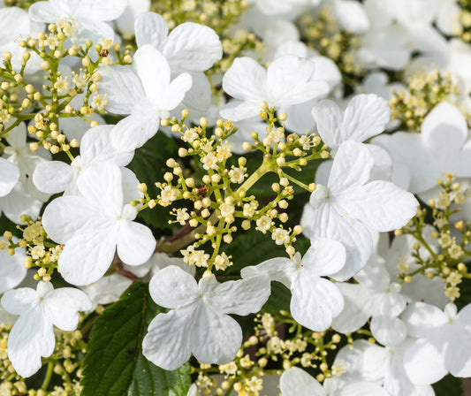 Japanskt olvon Viburnum plicatum 'Watanabe' 80 cm