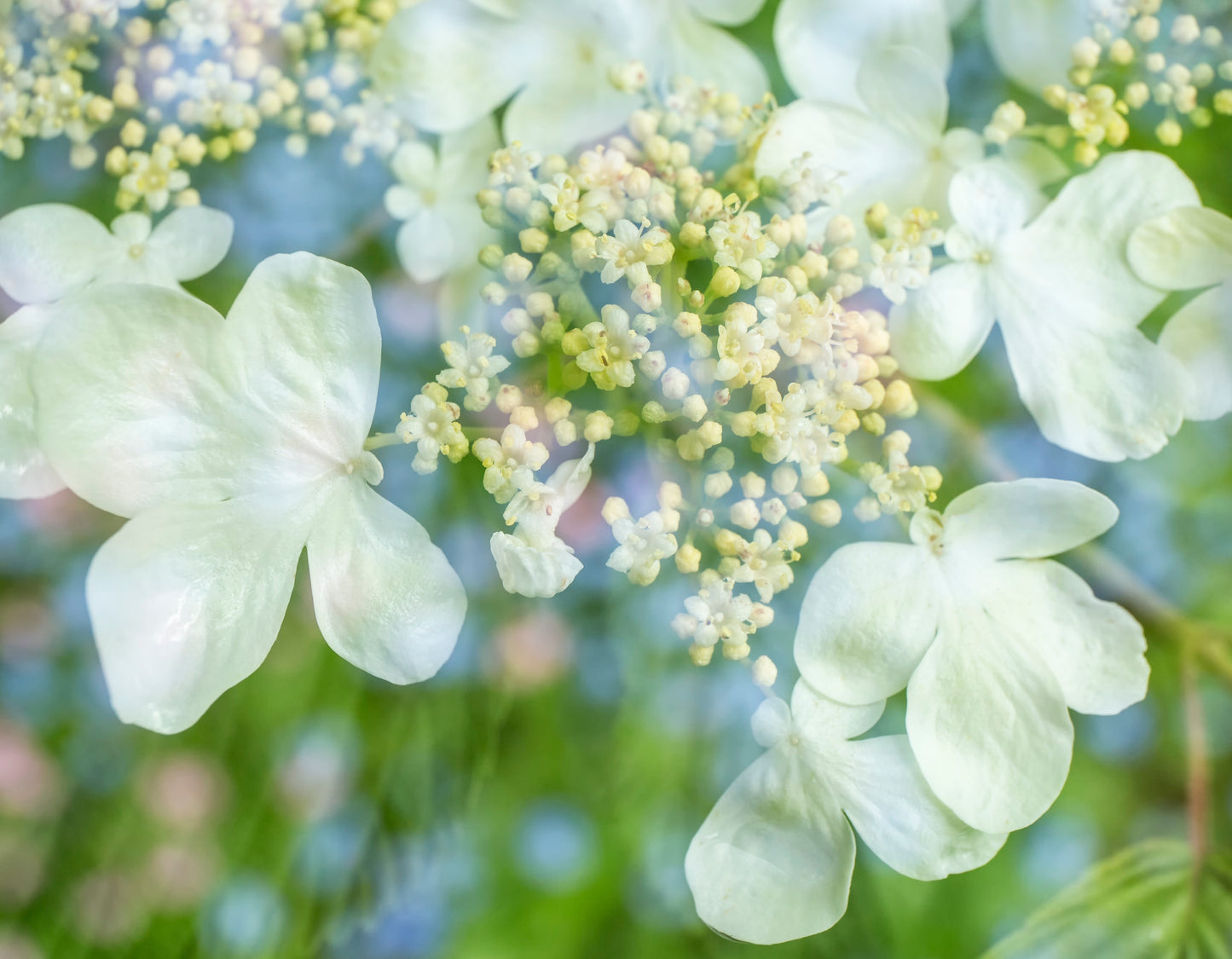 Japanskt olvon Viburnum plicatum 'Watanabe' 80 cm