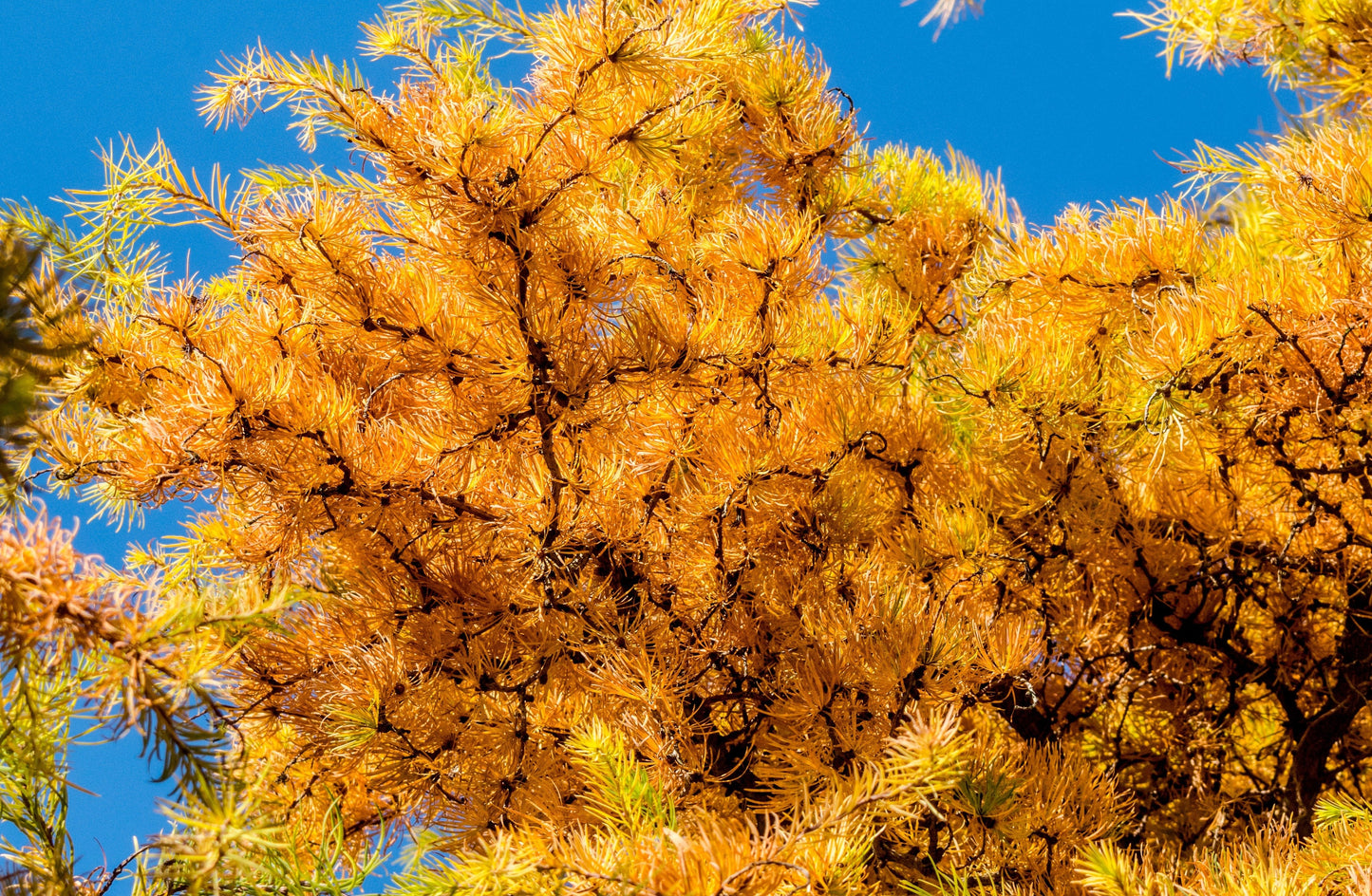 Bonsai Japansk Lärk Larix Kaempferi 175 cm