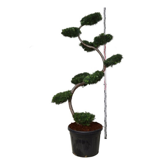 Bonsai Japansk Lärk Larix Kaempferi 175 cm