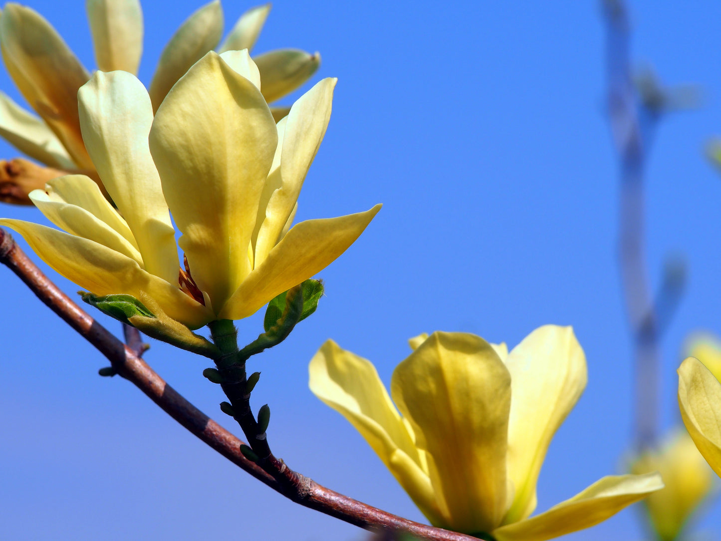 Hybridmagnolia Butterflies 80-100 cm