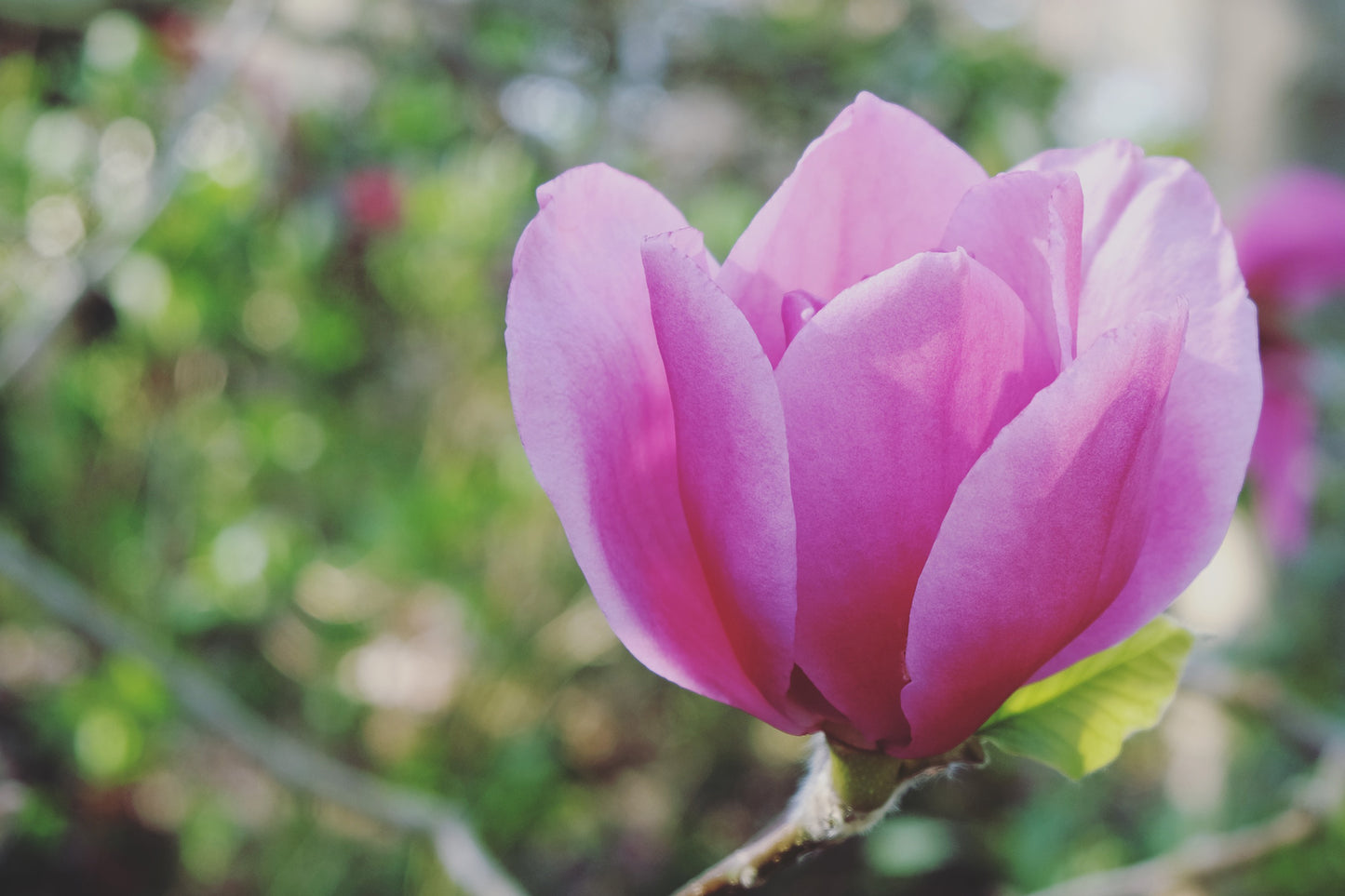 Magnolia Felix 100-125 cm