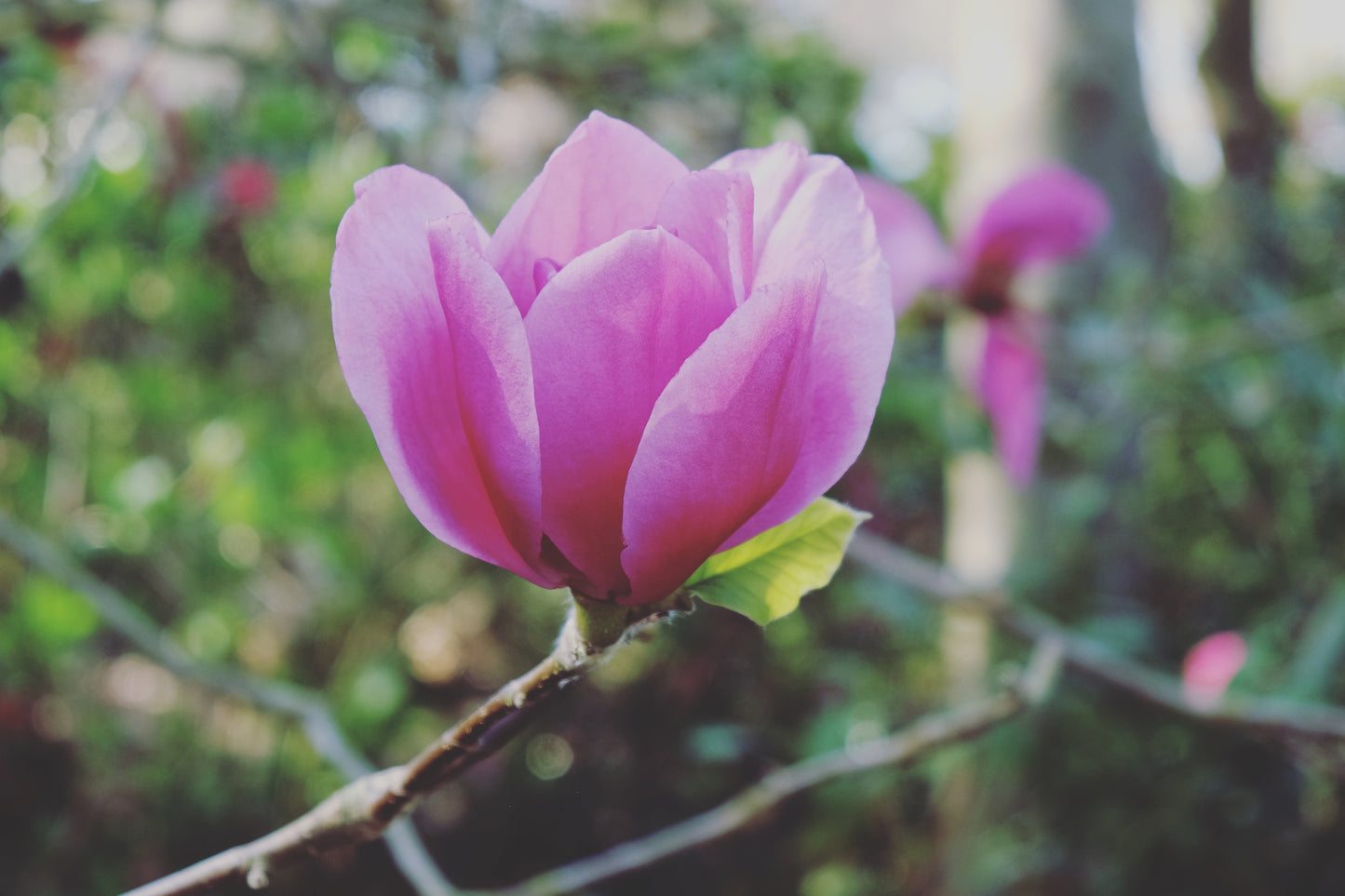 Magnolia Felix 100-125 cm