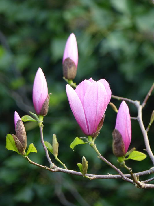 Rosenmagnolia Galaxy 80-100 cm