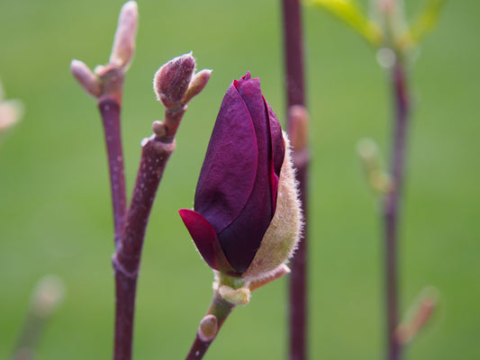 Rosenmagnolia Genie 125-150 cm