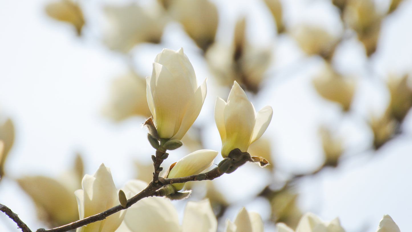 Japansk magnolia Kobus 6-8