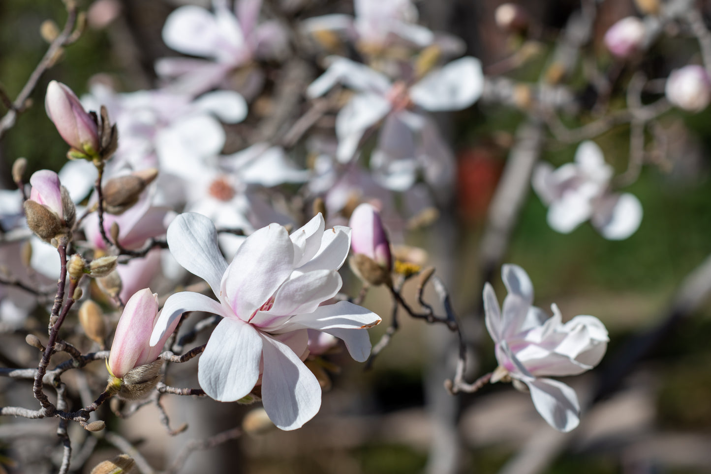 Hybridmagnolia Merrill 175-200 cm