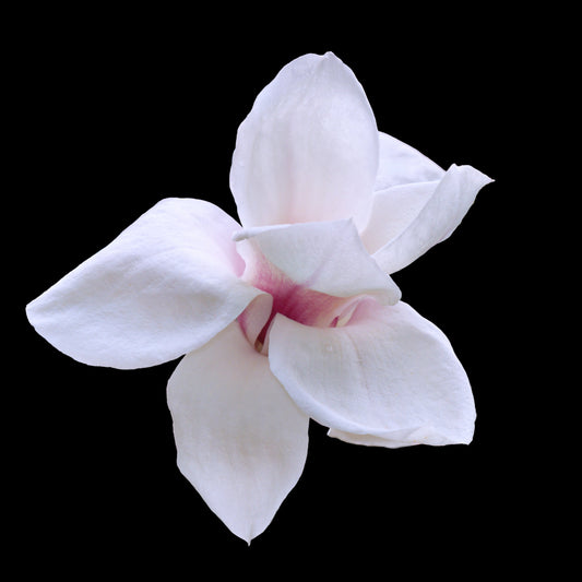 Hybridmagnolia Merrill 80-100 cm