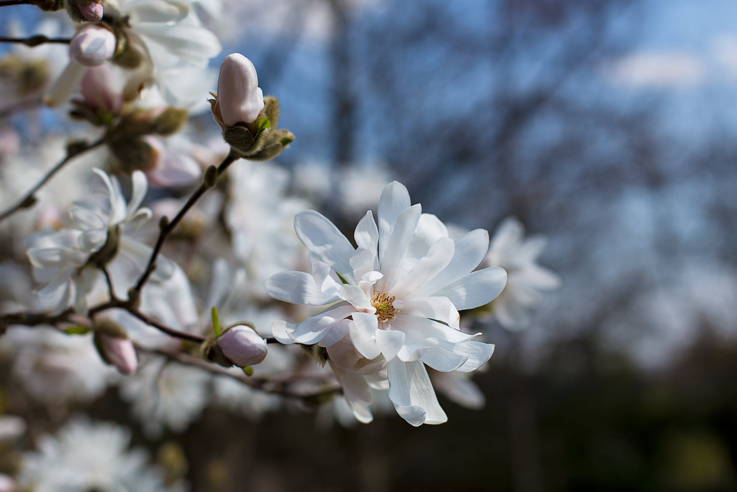 Hybridmagnolia Merrill 80-100 cm