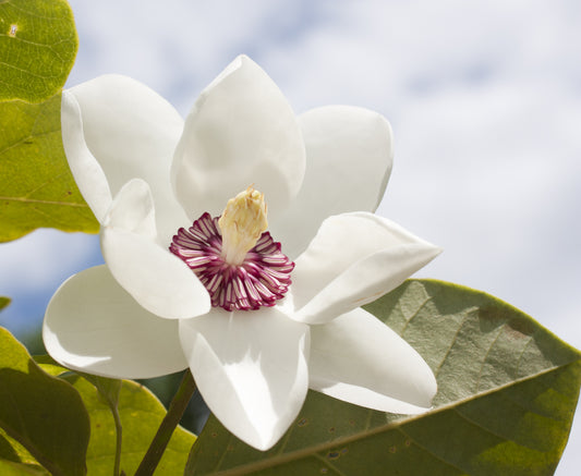 Buskmagnolia Sieboldii 80-100 cm