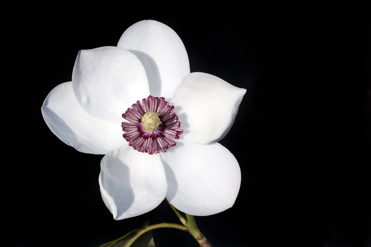 Buskmagnolia Sieboldii 80-100 cm