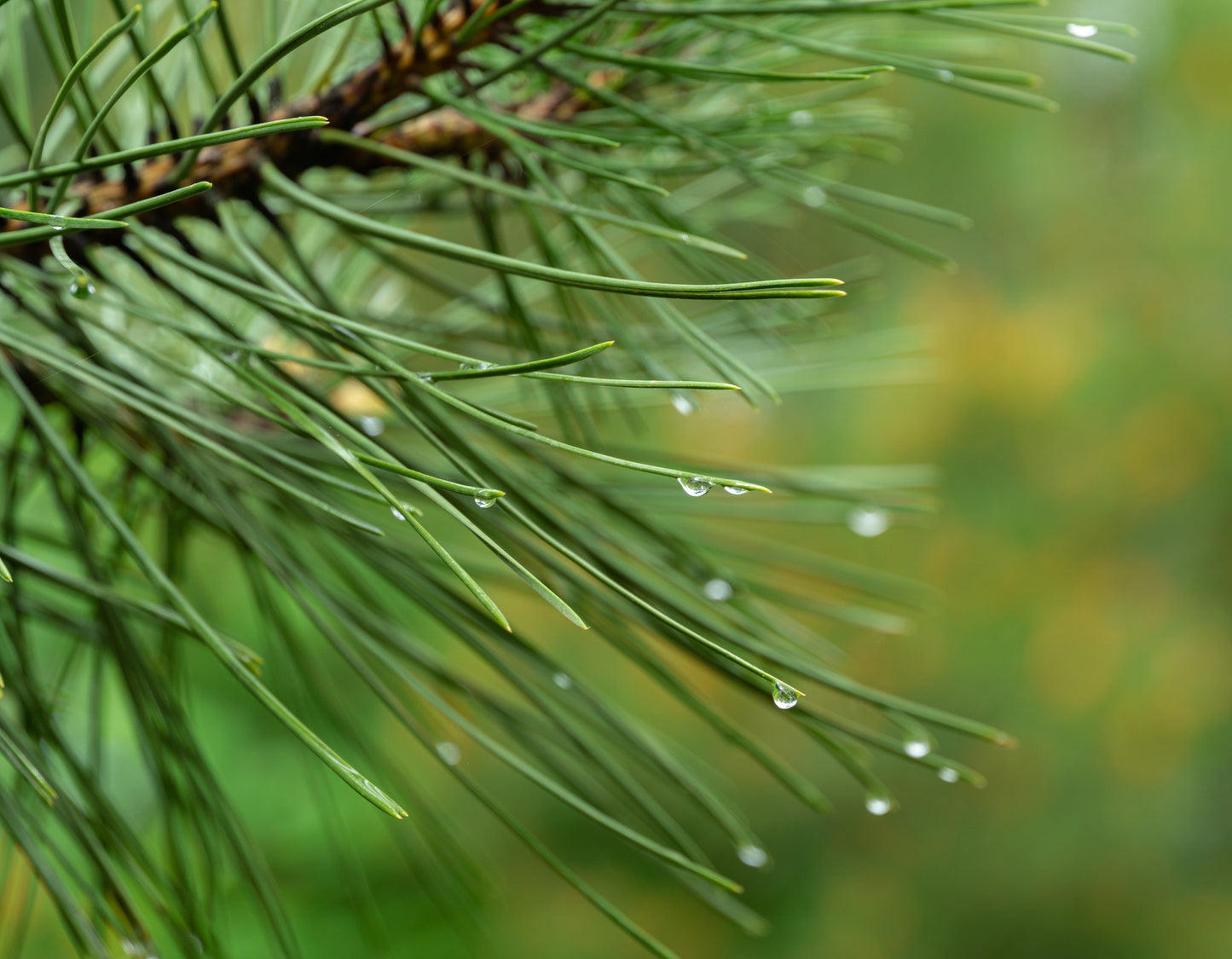 Bonsai Pinus nigra 125-150 cm