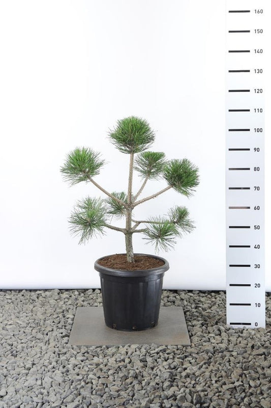 Pinus nigra nigra 80-100 cm