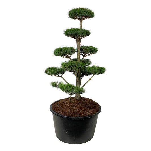 Bonsai Pinus nigra 150-175 cm