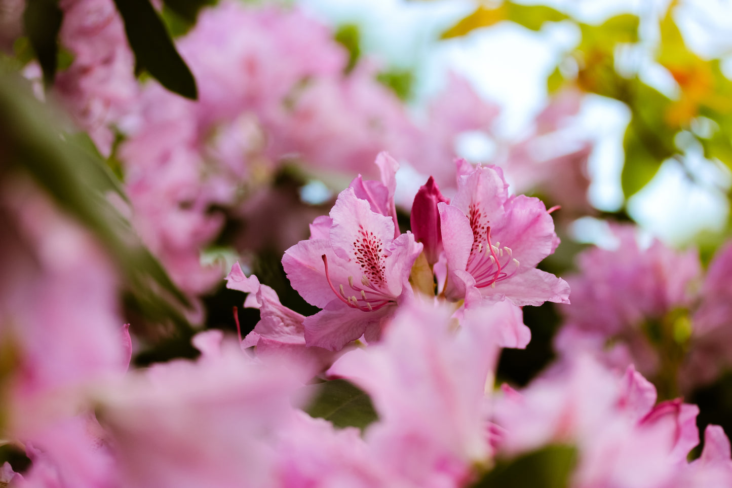 Rhododendron (för kruka) Doc 30-40 cm