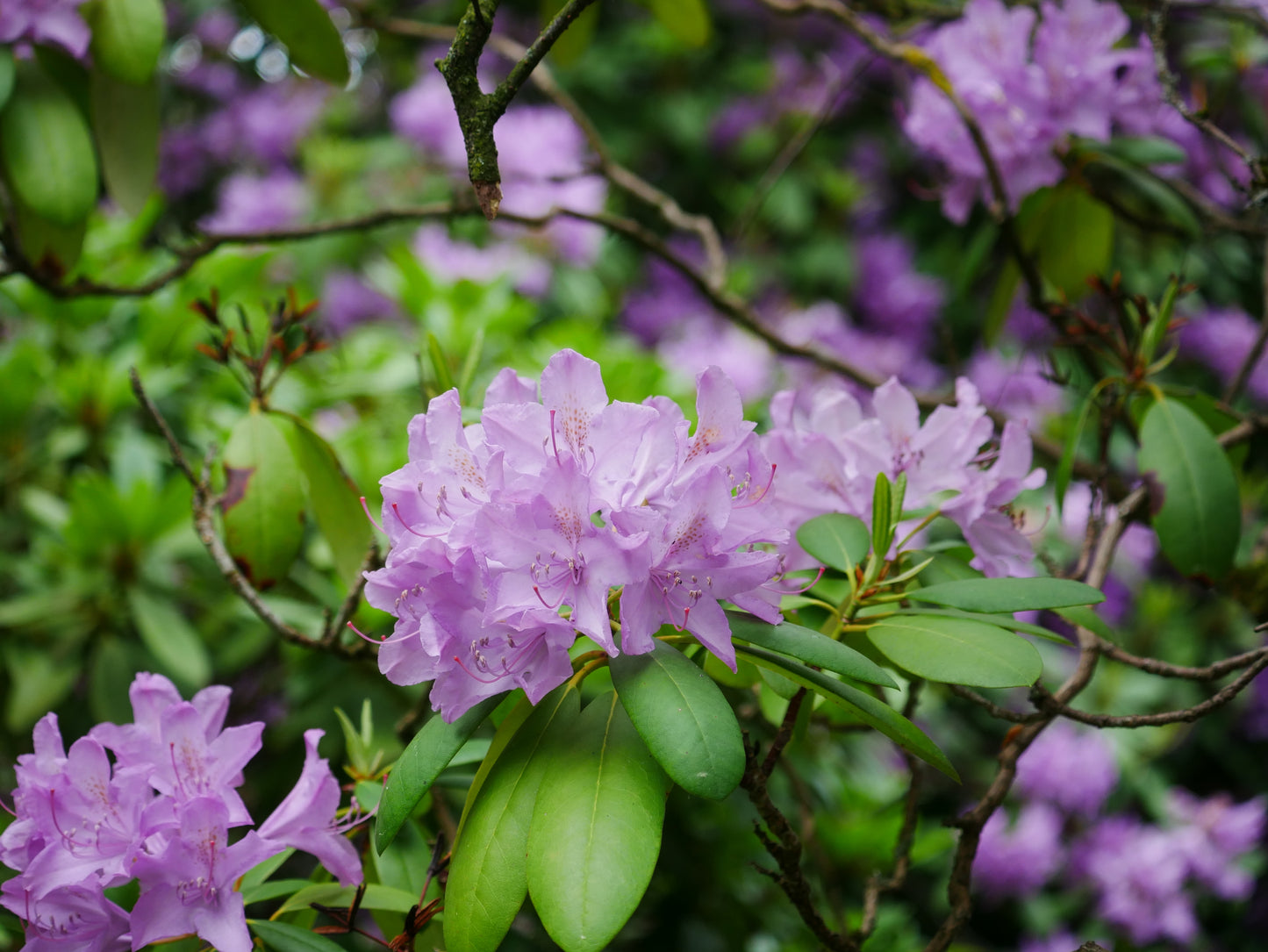 Rhododendron Caroline Allbrook 40 cm stam