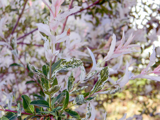 Eukalyptusvide, Salix integra 'Hakuro Nishiki' 80 cm