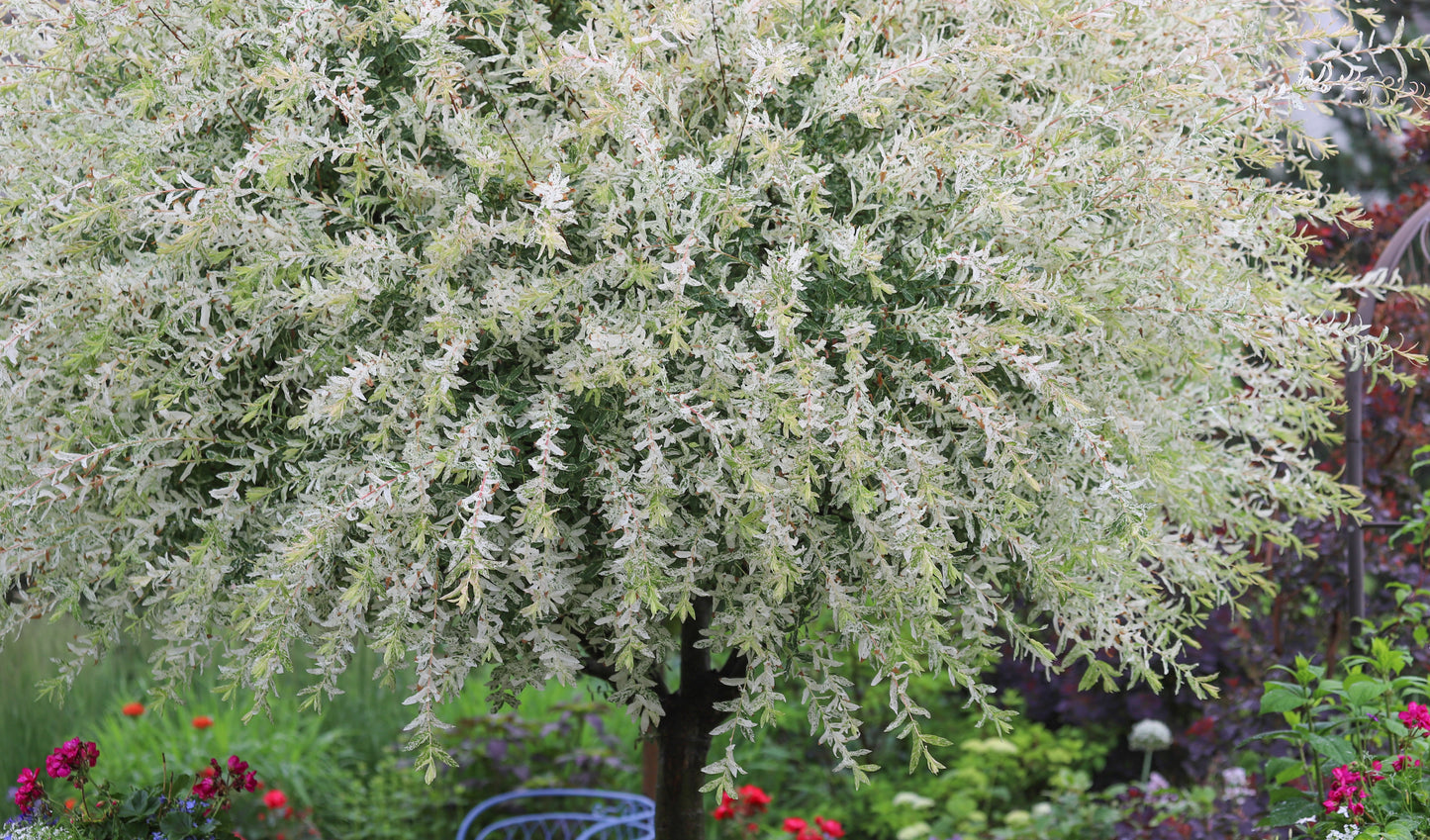 Eukalyptusvide, Salix integra 'Hakuro Nishiki' 80 cm